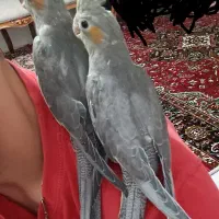 جوجه عروس هلندی اهلی
