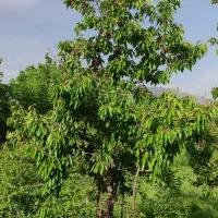 ۸۰۰ متر باغ گیلاس و آلبالو