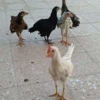 مـرغ و خـروس
