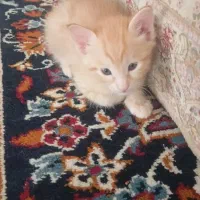 واگذاری بچه گربه DSH