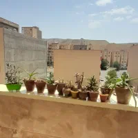 گل طبیعی|گل و گیاه طبیعی|تبریز, |دیوار