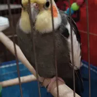 عروس هلندی نر
