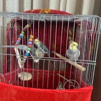 عروس هلندی