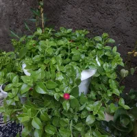 گل ناز