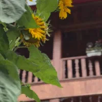 260-متر-زمین-مسکونی-بلهزار-پایین