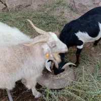 گوسفند بز محلی چاق
