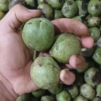 گردو تازه