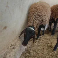 فروش فوری بره نر