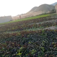 سبزی، بادمجان، فلفل و خیار محلی