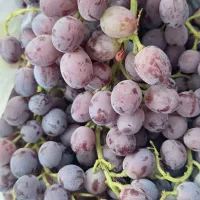 فروش انگور سیاه عمده