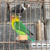 فروش طوطی برزیلی جفت