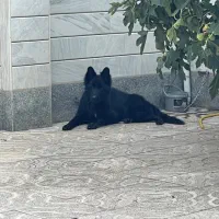 سگ ژرمن بلک