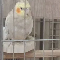 عروس هلندی گمشده