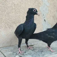 تعدادی جوجه کبوتر