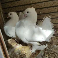 کبوتر چتری پرپا کاکلی به شرط تخم و‌جوجه