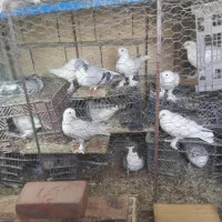 کبوتر|پرنده|بناب, |دیوار
