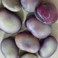 باقالای  بنفش