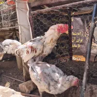 لاری چیل