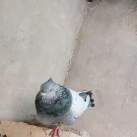 کفتر یا کبوتر