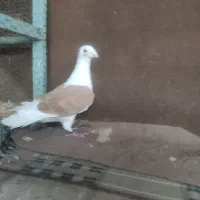 کبوتر دوکت آلمانی نر