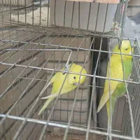 یک جفت مرغ عشق انگلیسی