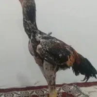 اوشاموالمانی