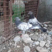 فروش تعدادی جوجه کبوتر پاکستانی