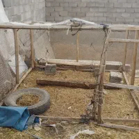 پنج نوع قفس معاوضه با مرغ