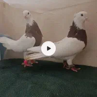 پرنده. کفتر کبوتر با جوجه و جفتگاه دوطبقه با لوازم