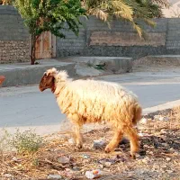 حیوانات خانگی