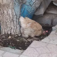 مرغ و جوجه