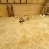کفر کربلائی