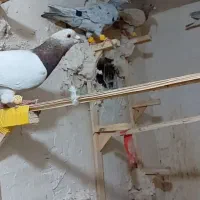 کفتر سرور