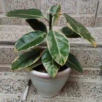 گل ۱۵۰|گل و گیاه طبیعی|رشت, تازه آباد|دیوار