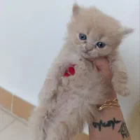 گربه اسکاتیش