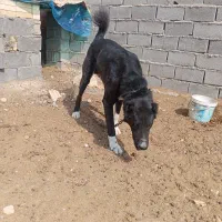 سگ دورگه توله 10مایه. گوسفندی