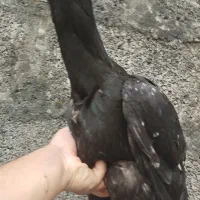 مرغ و خروس لاری به شرط