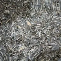 فروش100کیلو تخمه آفتابگردان خام برای دام