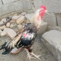 خروس سالم سرحال
