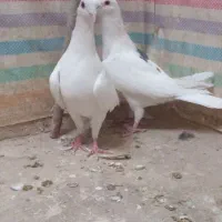 کبوتر