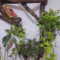 خونتو سبز کن