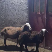 گوسفند