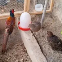 فروش تخم پرنده زینتی