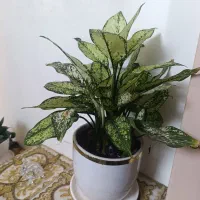 گل آگلونما طبیعی