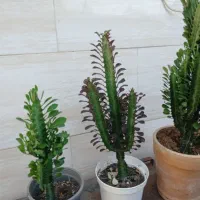 گل های طبیعی