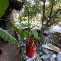 درختچه موز عماراتی