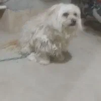 سگ پا کوتا
