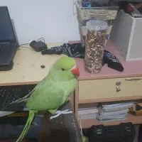 طوطی ملنگو