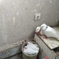 کفتر کبوتر