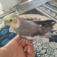 فروش عروس هلندی یا معاوضه با نر اماده